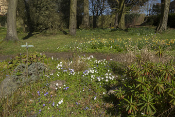 Spring flowers in woodland
