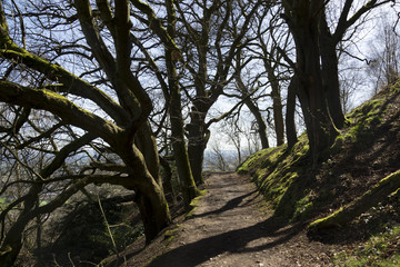 Treelined path on the Malvern Hills Worcestershire