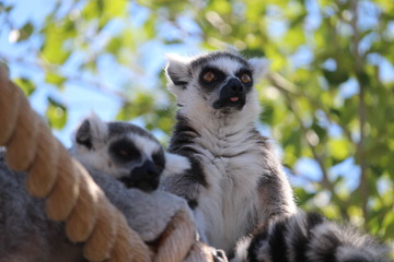 Lemur sitting with tongue sticking out