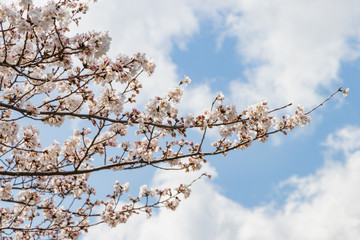 新横浜公園の桜