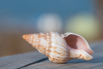 The close-up of a cone-shaped sea shell that lies on a wooden pier in the distance can be seen blurry sea and sand. Holiday, sunny bright colors. © Karina Kowalska