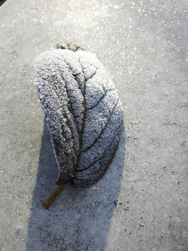 Eisblatt