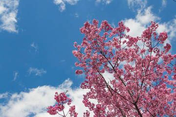 新横浜公園の桜