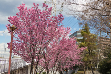 新横浜公園の桜