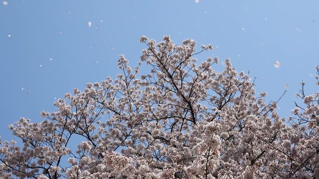 桜吹雪
