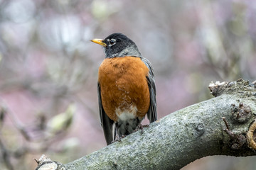 American robin (Turdus migratorius)