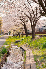 桜並木と花筏