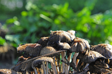 Wild mushrooms, in the wild nature