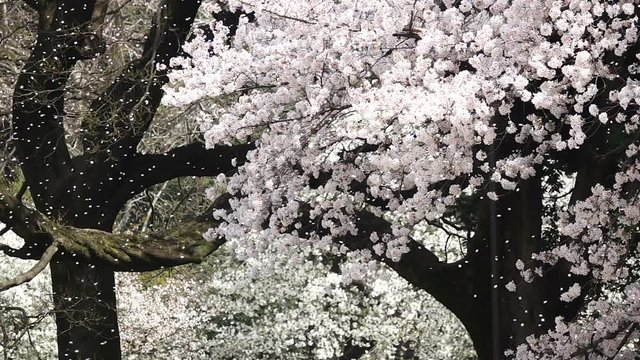 桜吹雪　スーパースローモーション　240fps