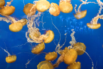 Vancouver`s Jellyfishes