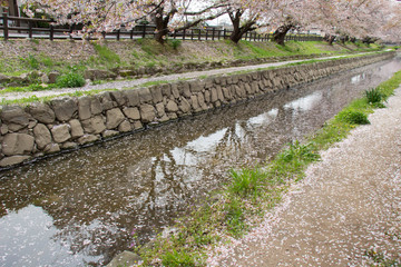 花の盛りを過ぎて、散る元荒川の桜