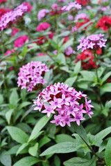 Closeup of blooming Chinese ixora flower in the garden