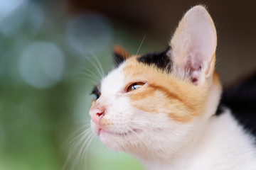 Close up of tricolor cat face, cute pet