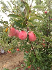 Manzana chilena, v región