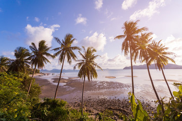 Tropical landscape with palm trees.selective focus.