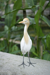 野生の鳥