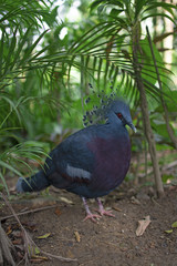 鳥さん