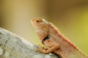  brown Chameleon breed of Thailand asia