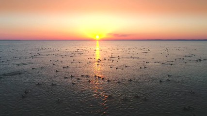Hundreds of ducks swimming and flying over lake in April, beautiful slow motion sunrise view.
