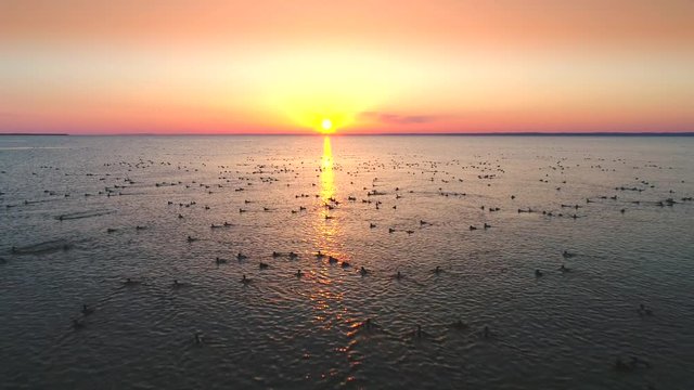 Hundreds of ducks swimming and flying over lake in April, beautiful slow motion sunrise view.
