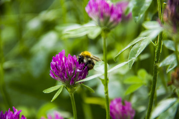 bee pollinating flower