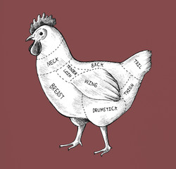 Hand drawn cut of chicken