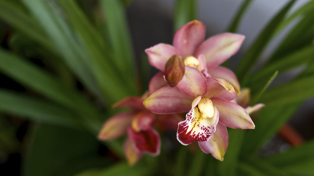 orqu&iacute;dea Veracruz Mexico