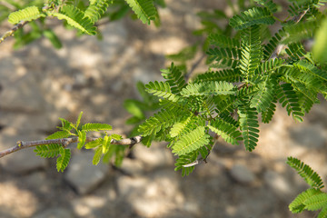 Obraz premium Acacia, Qeshm, Iran