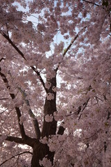 Images of Cherry Blossoms, Washington DC