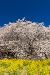 熊谷堤の満開の桜と菜の花