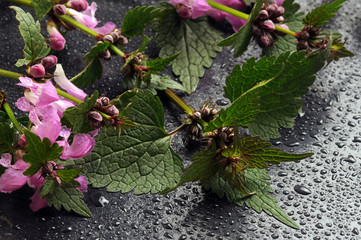 Urtica dioica Grote brandnetel Ortica Nokkonen Крапива двудомная Große Brennnessel قراص كبير Եղինջ երկտուն Stinging nettle Pokrzywa zwyczajna Brännässla Grande ortie 