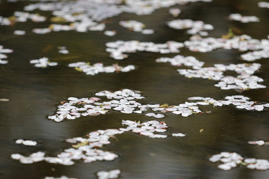 花筏
