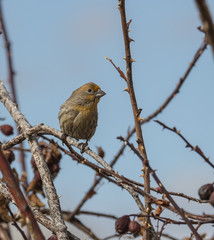 House Finch with Yellow Plumage. Uncommon plumage coloration due to diet