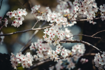 桜の木