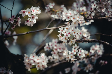 桜の木