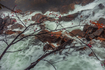 The flowers blooming at the edge of the torrent, giving birth to life and hope
