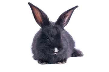 Black rabbit in front of white background