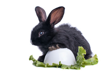 close-up of cute black rabbit eating green salad