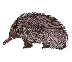 wild echidna australian creature