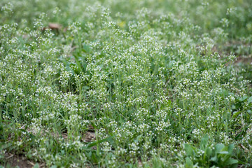 Wildflower in garden. Flower field in the spring wind. Green grass in the wind.