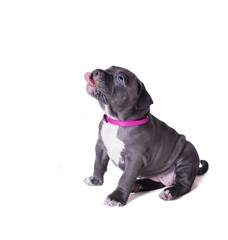 The puppy of the pit bull is sitting, looking up and licking. Isolated on white background