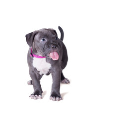 The puppy of a pit bull stands with its tongue sticking out. Isolated on white background