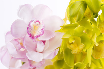 白背景の2種のデンドロビウムの花