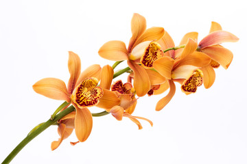 6 180 Dendrobium Wall Murals Canvas Prints Stickers Wallsheaven