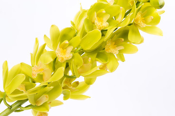 Obraz premium 白背景の緑色のデンドロビウムの花