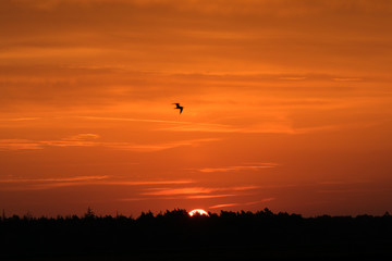Sonnenaufgang über dem Wald an einem Tag im Herbst