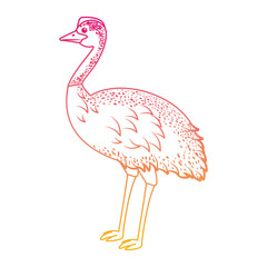 wild emu australian bird