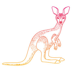 wild kangaroo australian creature