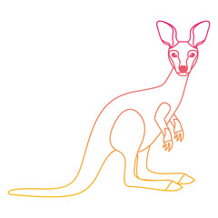 wild kangaroo australian creature