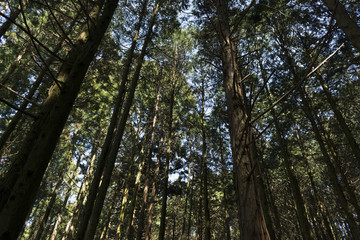 Fototapeta premium 杉林